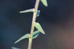 Roughleaf blazing star <BR>Tall blazing star